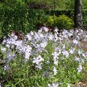 Phlox divaricatus